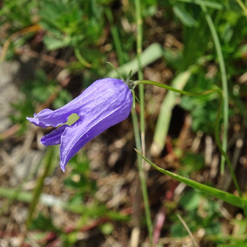 Ausgeschnittene Glockenblume / Campanula excisa