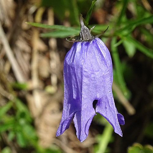 Ausgeschnittene Glockenblume / Campanula excisa