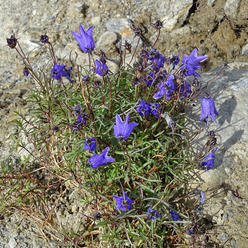 Ausgeschnittene Glockenblume / Campanula excisa