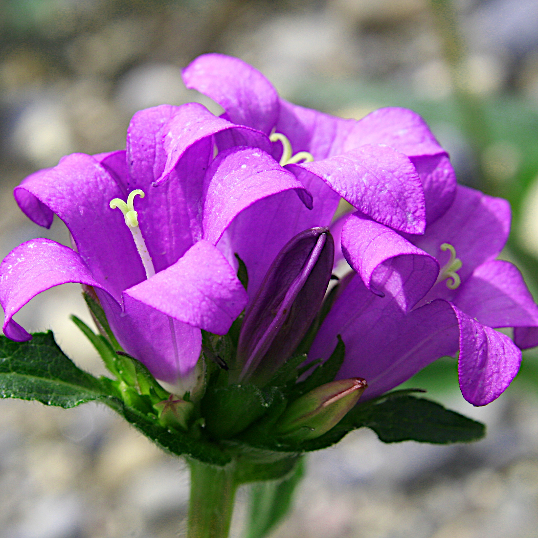 Knäuel-Glockenblume / Campanula glomerata