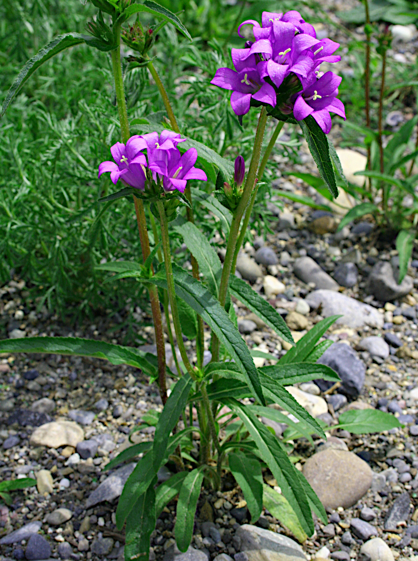 Knäuel-Glockenblume / Campanula glomerata