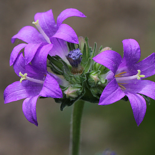 Mehlige Knäuel-Glockenblume / Campanula glomerata subsp. farinosa