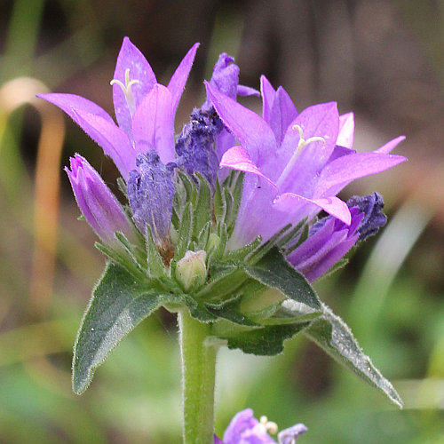 Mehlige Knäuel-Glockenblume / Campanula glomerata subsp. farinosa