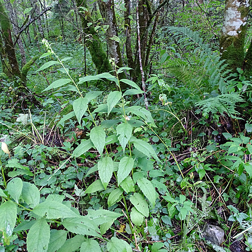 Breitblättrige Glockenblume / Campanula latifolia