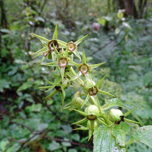 Breitblättrige Glockenblume / Campanula latifolia