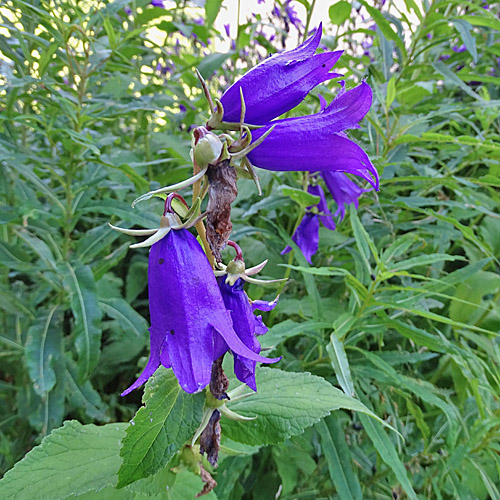 Breitblättrige Glockenblume / Campanula latifolia