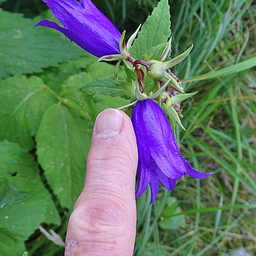 Breitblättrige Glockenblume / Campanula latifolia