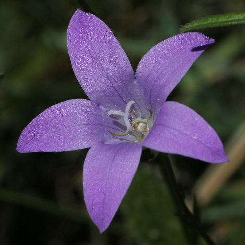 Wiesen-Glockenblume / Campanula patula