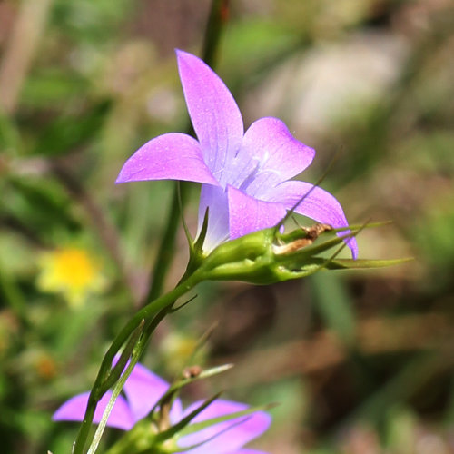 Wiesen-Glockenblume / Campanula patula