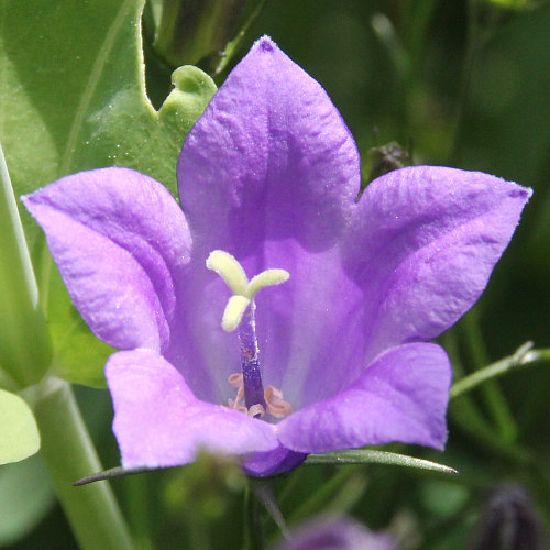 Pfirsichblättrige Glockenblume / Campanula persicifolia