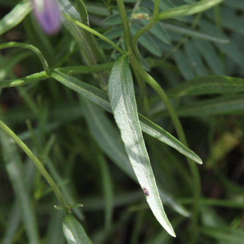 Pfirsichblättrige Glockenblume / Campanula persicifolia