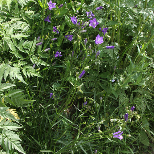 Pfirsichblättrige Glockenblume / Campanula persicifolia