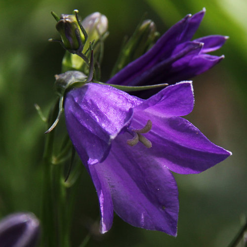 Pfirsichblättrige Glockenblume / Campanula persicifolia