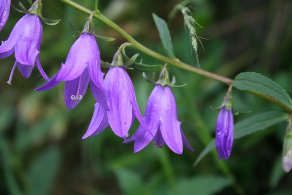 Acker-Glockenblume / Campanula rapunculoides