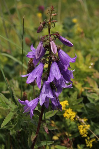 Acker-Glockenblume / Campanula rapunculoides