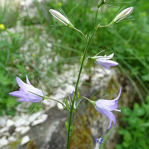 Rapunzel-Glockenblume / Campanula rapunculus