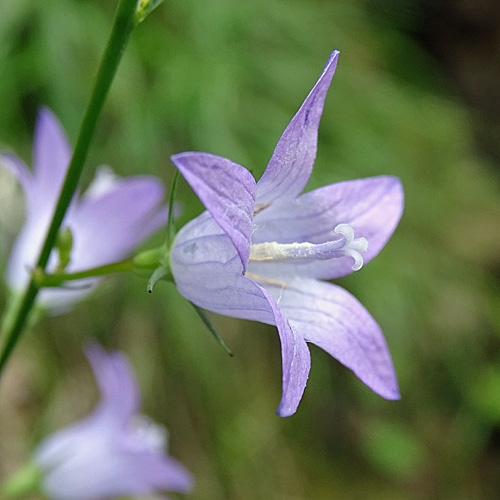 Rapunzel-Glockenblume / Campanula rapunculus