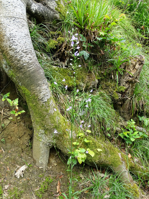 Rapunzel-Glockenblume / Campanula rapunculus