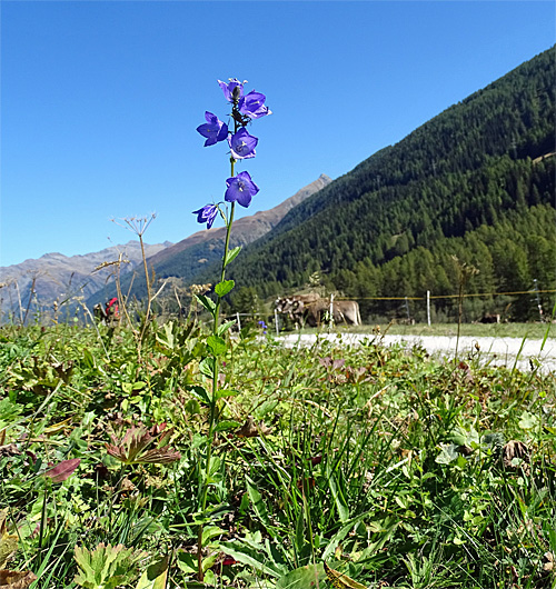 Rautenblättrige Glockenblume / Campanula rhomboidalis