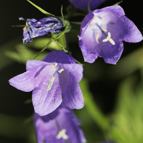 Rautenblättrige Glockenblume / Campanula rhomboidalis