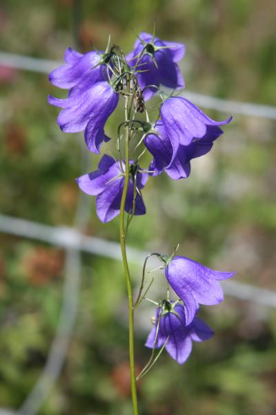 Rundblättrige Glockenblume / Campanula rotundifolia