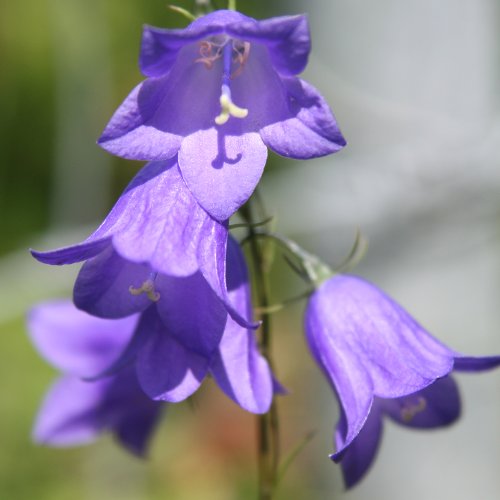 Rundblättrige Glockenblume / Campanula rotundifolia