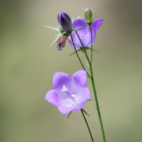 Rundblättrige Glockenblume / Campanula rotundifolia