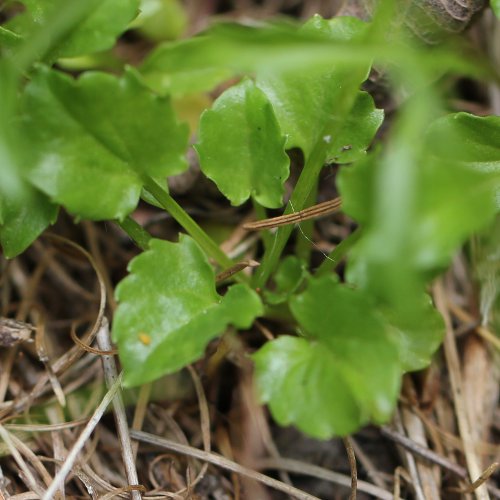 Rundblättrige Glockenblume / Campanula rotundifolia