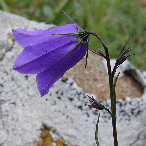 Scheuchzers Glockenblume / Campanula scheuchzeri