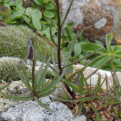 Scheuchzers Glockenblume / Campanula scheuchzeri