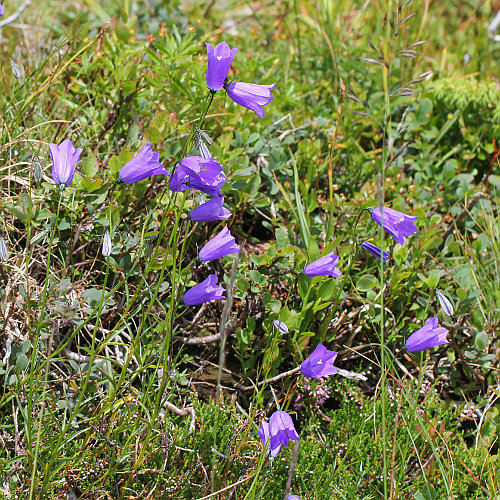 Scheuchzers Glockenblume / Campanula scheuchzeri