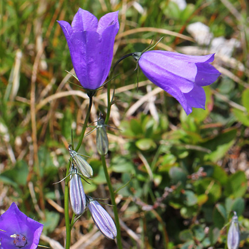 Scheuchzers Glockenblume / Campanula scheuchzeri