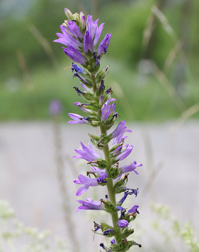 Ährige Glockenblume / Campanula spicata