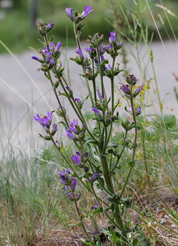 Ährige Glockenblume / Campanula spicata