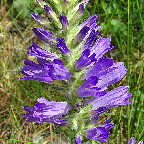 Ährige Glockenblume / Campanula spicata