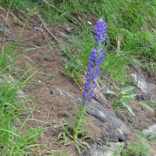 Ährige Glockenblume / Campanula spicata