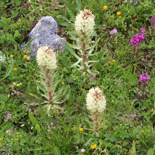 Straussblütige Glockenblume / Campanula thyrsoides