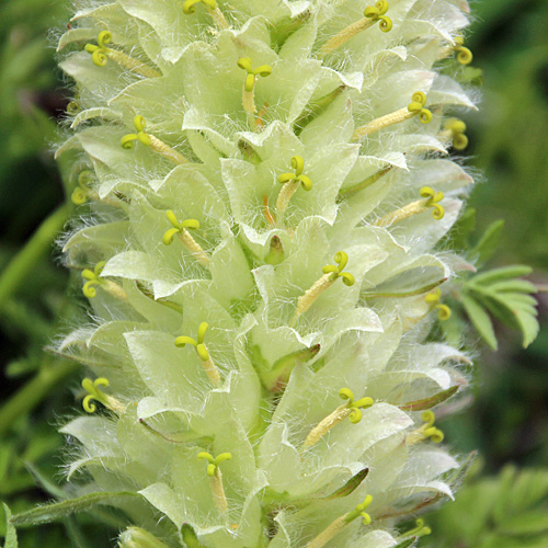 Straussblütige Glockenblume / Campanula thyrsoides