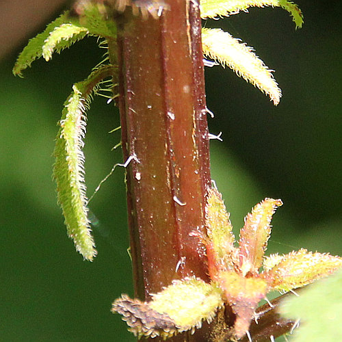 Nesselblättrige Glockenblume / Campanula trachelium