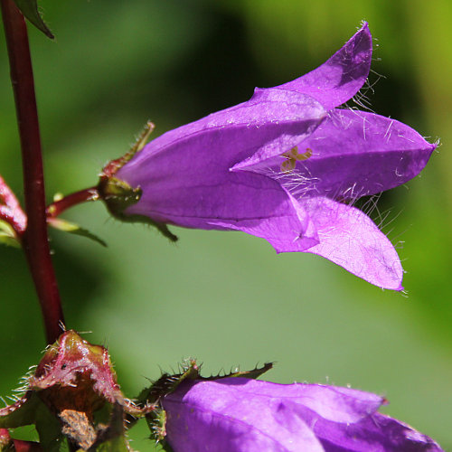 Nesselblättrige Glockenblume / Campanula trachelium