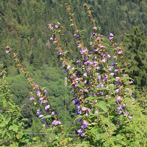 Nesselblättrige Glockenblume / Campanula trachelium