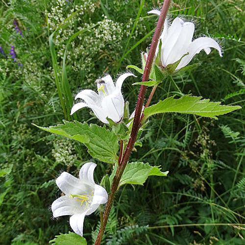 Nesselblättrige Glockenblume / Campanula trachelium