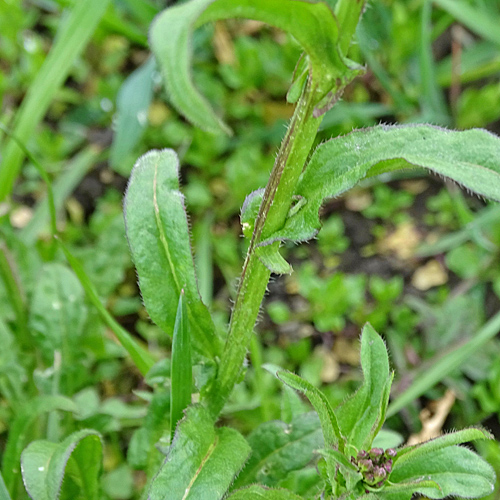 Hirtentäschel / Capsella bursa-pastoris