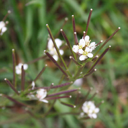 Vielstängeliges Schaumkraut / Cardamine hirsuta