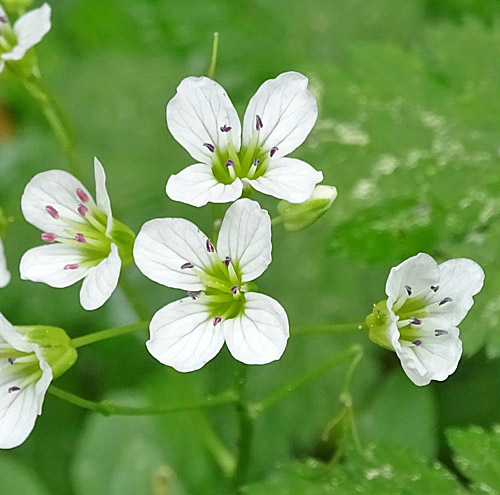 Bitteres Schaumkraut / Cardamine amara