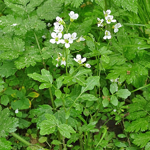 Bitteres Schaumkraut / Cardamine amara