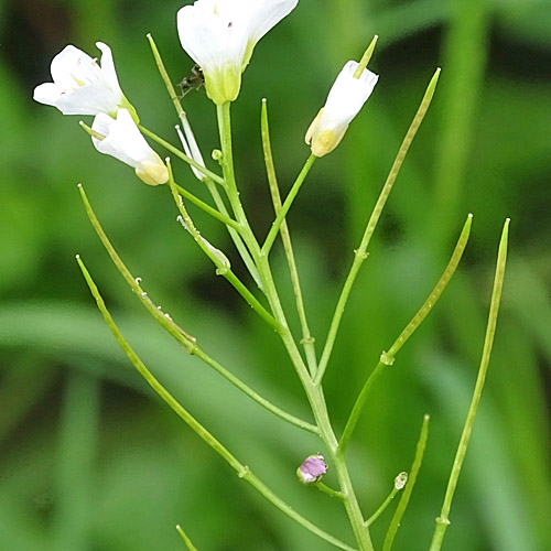 Bitteres Schaumkraut / Cardamine amara