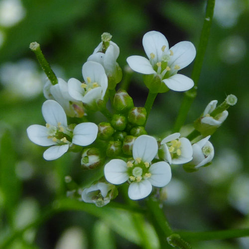 Wald-Schaumkraut / Cardamine flexuosa