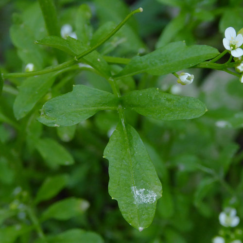 Wald-Schaumkraut / Cardamine flexuosa