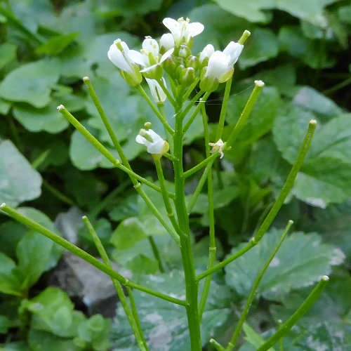 Wald-Schaumkraut / Cardamine flexuosa